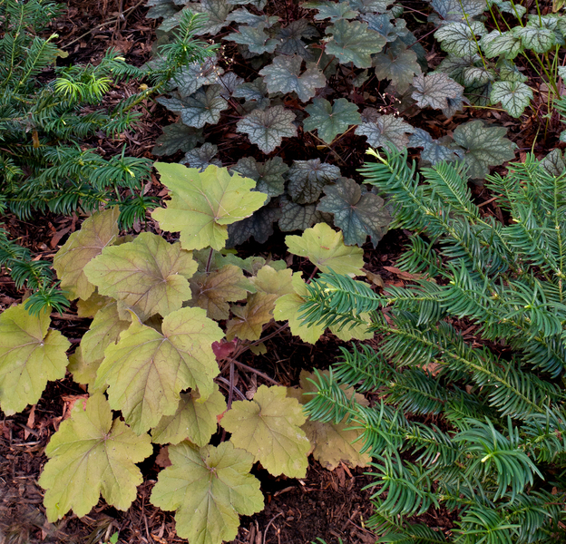 This combination of several kinds of Heucheras & Plum Yews provide year-round interest.