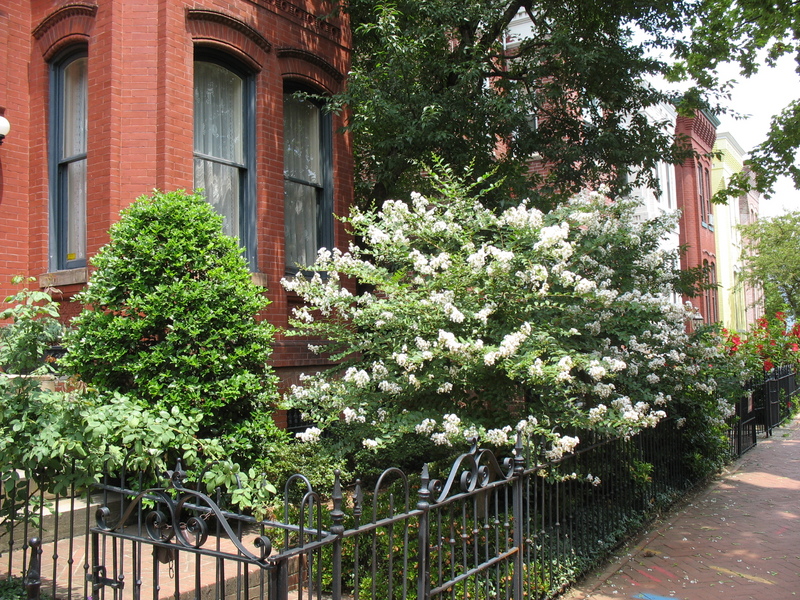 Acoma Crepe Myrtles provide white flowers from mid-summer to fall.