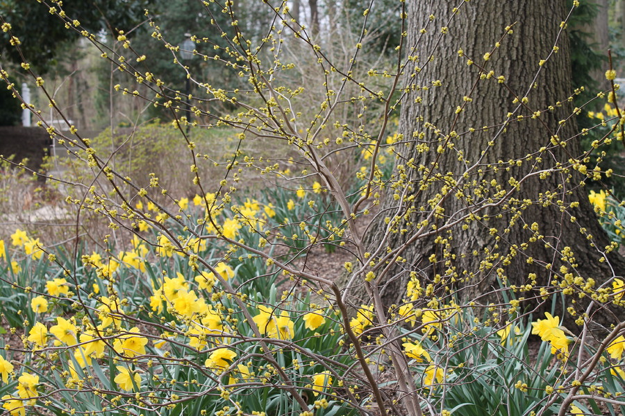 A close-up of Daffodils and Spice Bush flowers.